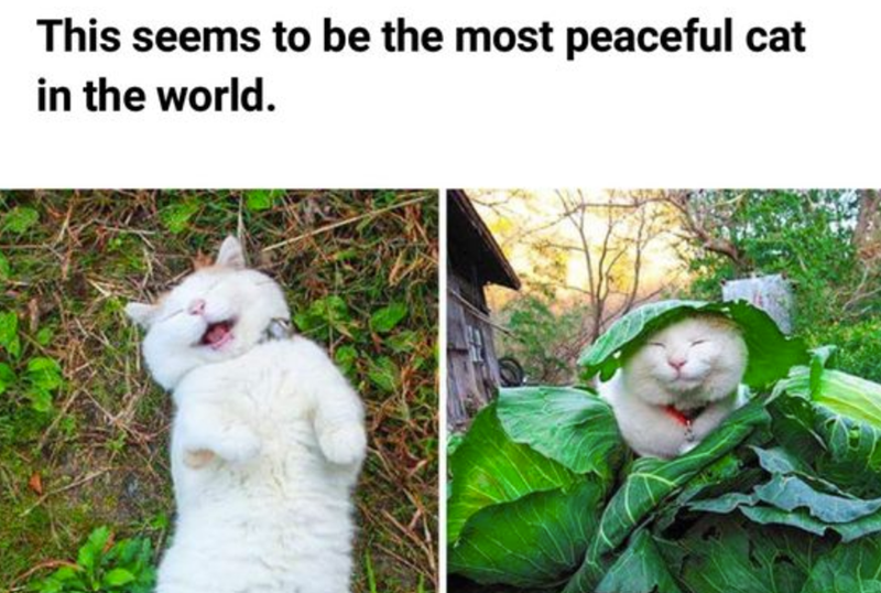 This seems to be the most peaceful cat in the world.
