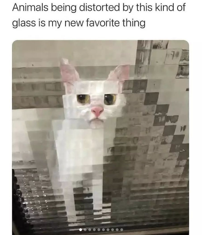 Animals being distorted by this kind of glass is my new favorite thing W