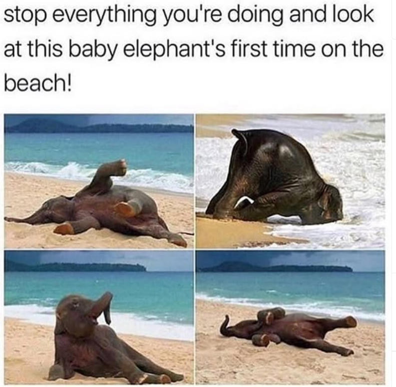 stop everything you're doing and look at this baby elephant's first time on the beach!