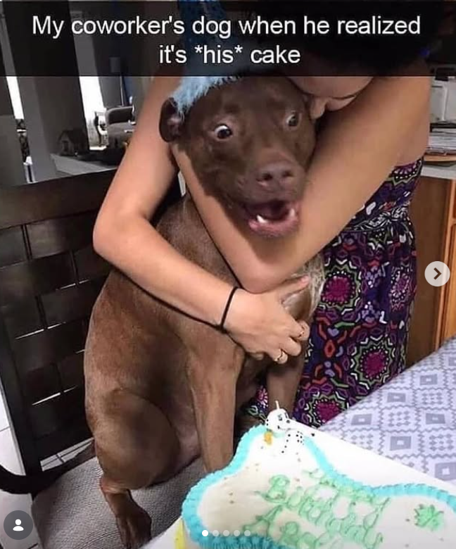 My coworker's dog when he realized it's *his* cake Birthing >