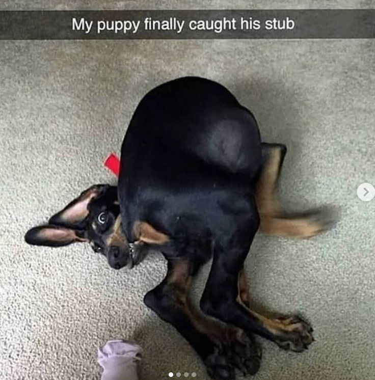 My puppy finally caught his stub >