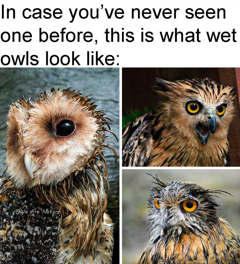 In case you've never seen one before, this is what wet owls look like: We Are Nature
