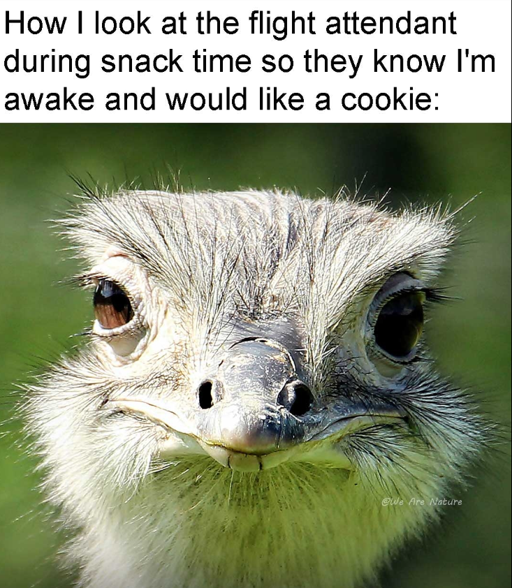 How I look at the flight attendant during snack time so they know I'm awake and would like a cookie: @We Are Nature