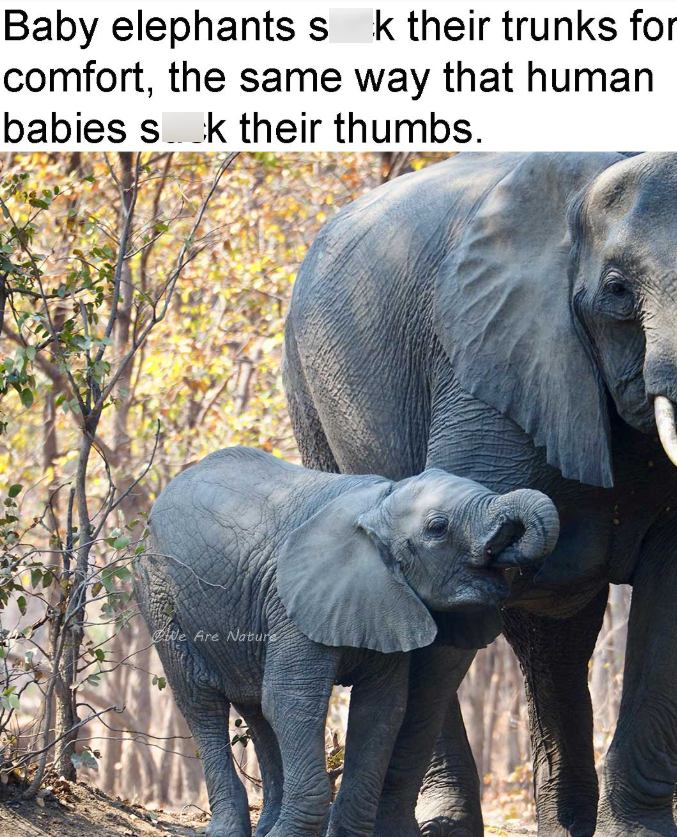 Baby elephants s k their trunks for comfort, the same way that human babies sok their thumbs. We Are Nature