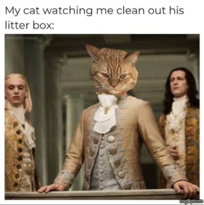 My cat watching me clean out his litter box: apollo redcat imgflip.com