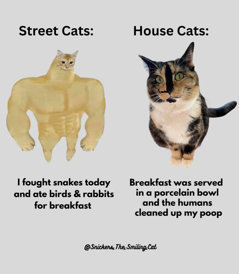 Street Cats: House Cats: I fought snakes today and ate birds & rabbits for breakfast Breakfast was served in a porcelain bowl and the humans cleaned up my poop @Snickers. The Smiling. Cat