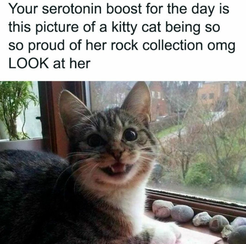 Your serotonin boost for the day is this picture of a kitty cat being so so proud of her rock collection omg LOOK at her