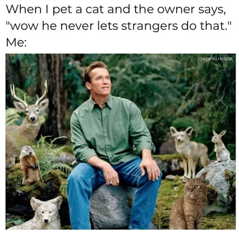 When I pet a cat and the owner says, "wow he never lets strangers do that." Me: @apollo.redcat