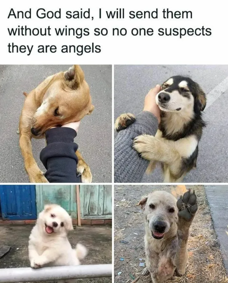 And God said, I will send them without wings so no one suspects they are angels