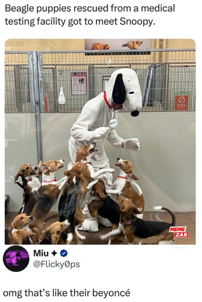 Beagle puppies rescued from a medical testing facility got to meet Snoopy. Miu ✦ @FlickyOps omg that's like their beyoncé MEME ZAR