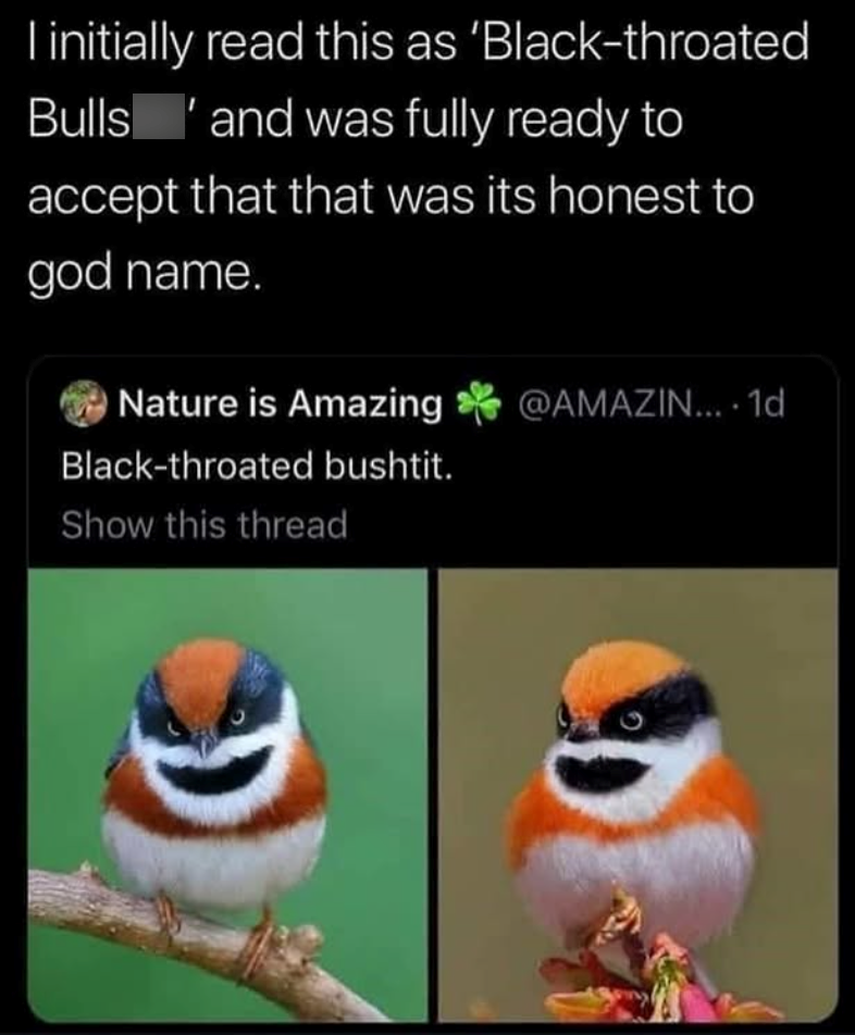 I initially read this as 'Black-throated Bulls and was fully ready to accept that that was its honest to god name. Nature is Amazing Black-throated bushtit. Show this thread @AMAZIN.... 1d