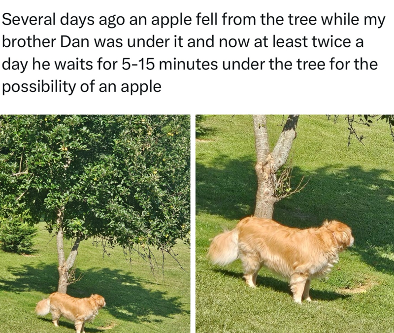 Several days ago an apple fell from the tree while my brother Dan was under it and now at least twice a day he waits for 5-15 minutes under the tree for the possibility of an apple
