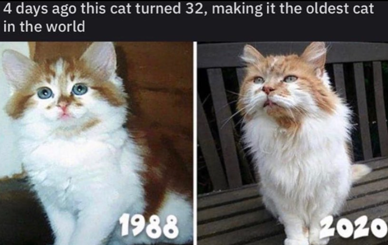 4 days ago this cat turned 32, making it the oldest cat in the world 1988 2020