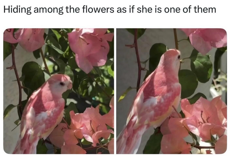 Hiding among the flowers as if she is one of them.