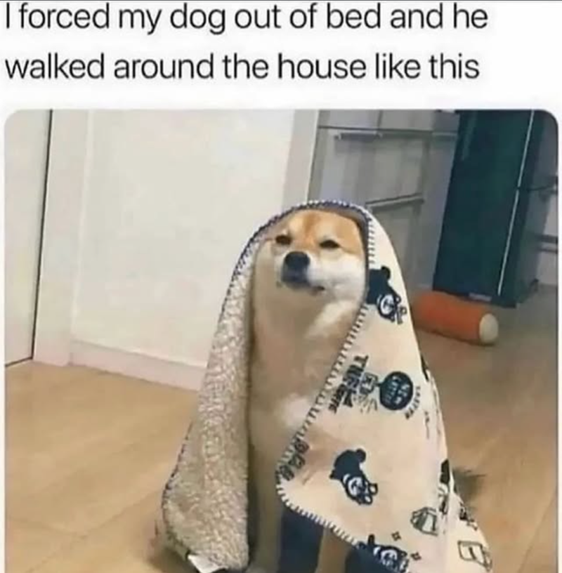 I forced my dog out of bed and he walked around the house like this