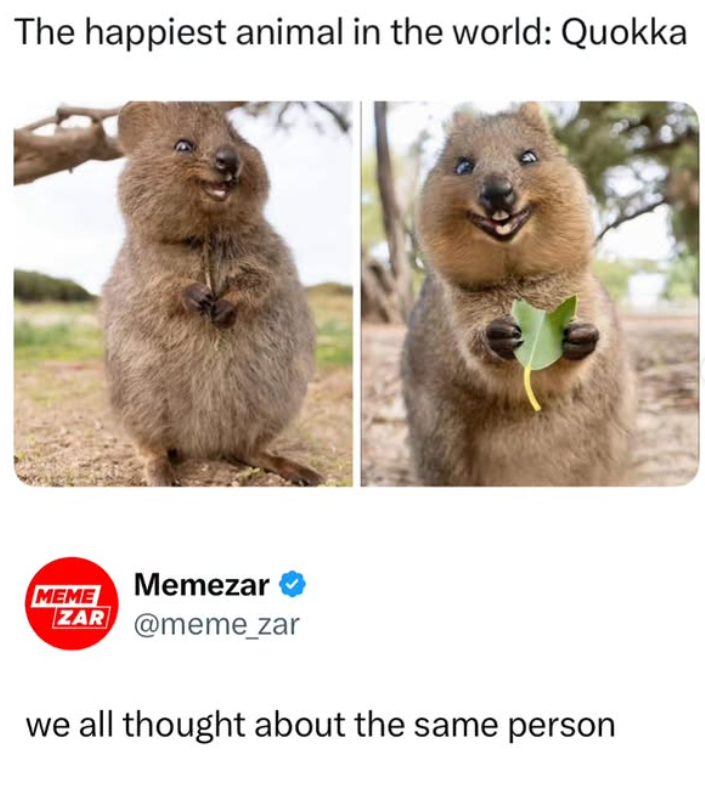 The happiest animal in the world: Quokka MEME Memezar ZAR @meme_zar we all thought about the same person