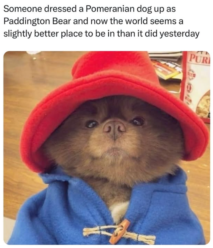 Someone dressed a Pomeranian dog up as Paddington Bear and now the world seems a slightly better place to be in than it did yesterday PUR