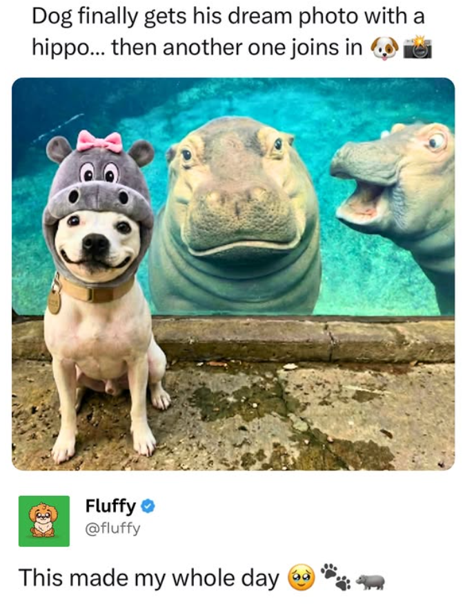Dog finally gets his dream photo with a hippo... then another one joins in Fluffy @fluffy This made my whole day