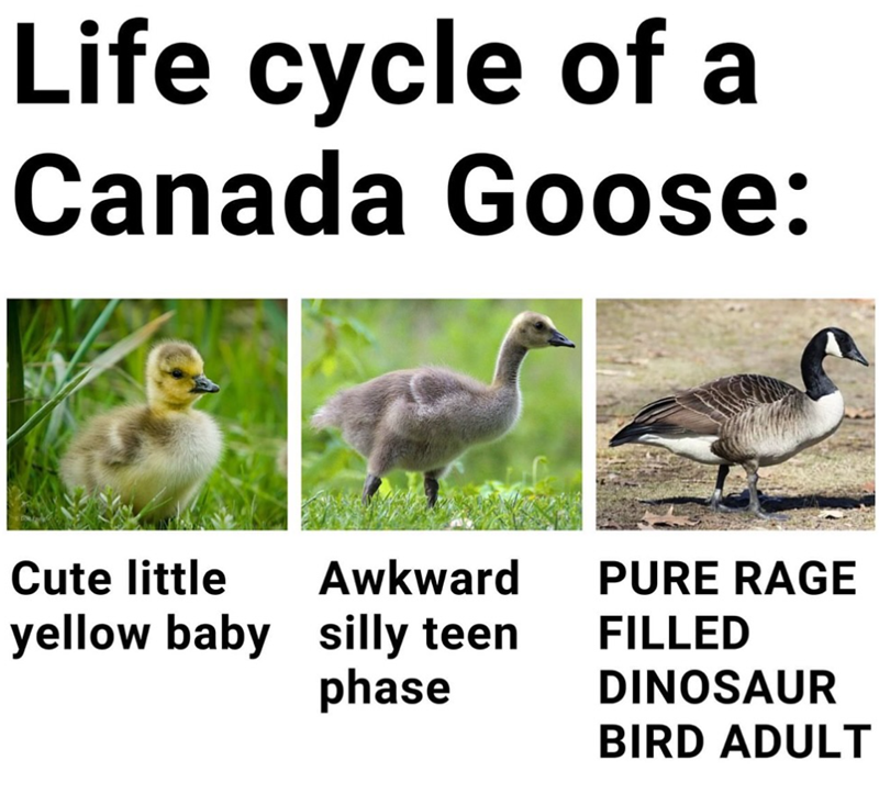 Life cycle of a Canada Goose: Cute little Awkward yellow baby silly teen phase PURE RAGE FILLED DINOSAUR BIRD ADULT