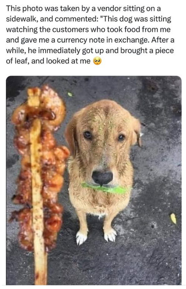 This photo was taken by a vendor sitting on a sidewalk, and commented: "This dog was sitting watching the customers who took food from me and gave me a currency note in exchange. After a while, he immediately got up and brought a piece of leaf, and looked at me