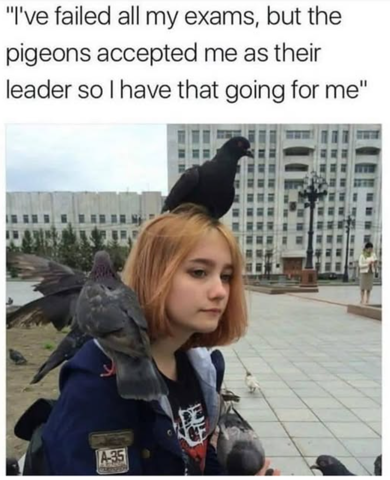 "I've failed all my exams, but the pigeons accepted me as their leader so I have that going for me" A-35