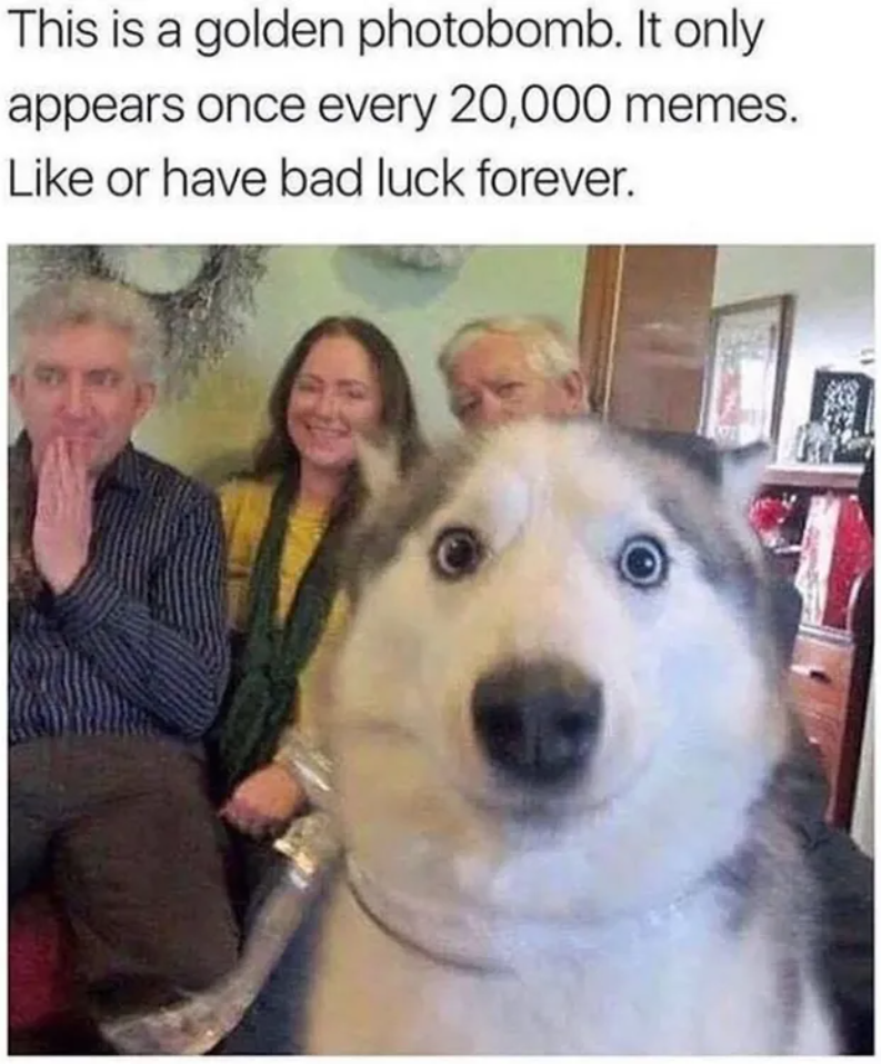 This is a golden photobomb. It only appears once every 20,000 memes. Like or have bad luck forever.