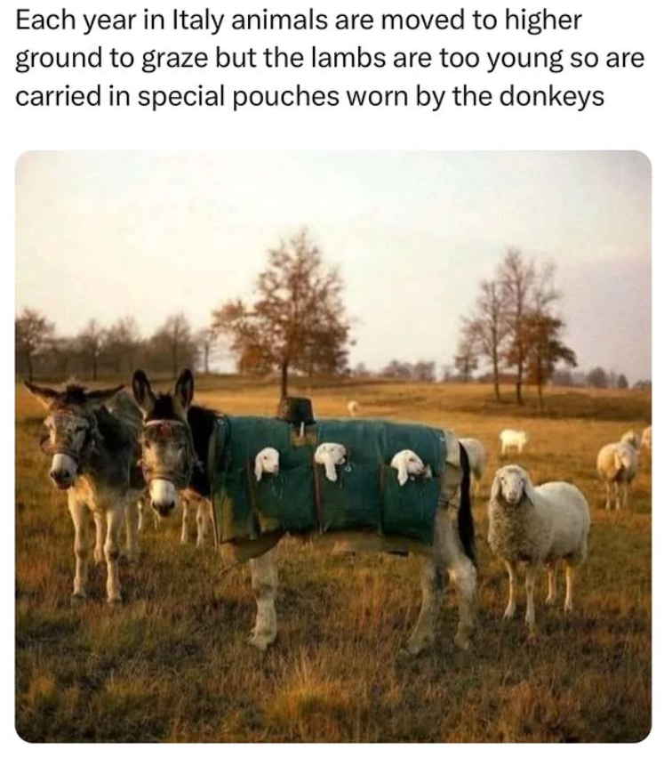 Each year in Italy animals are moved to higher ground to graze but the lambs are too young so are carried in special pouches worn by the donkeys