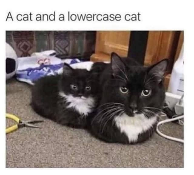 A cat and a lowercase cat