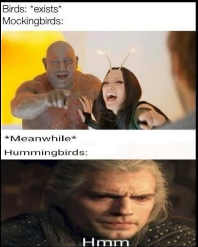 Birds: *exists* Mockingbirds: *Meanwhile* Hummingbirds: Hmm