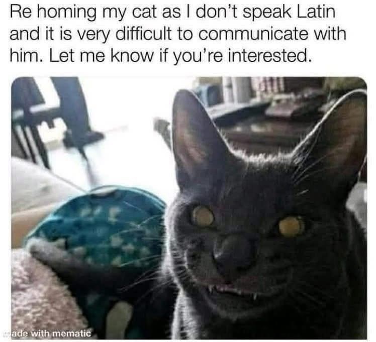 Re homing my cat as I don't speak Latin and it is very difficult to communicate with him. Let me know if you're interested. trade with mematic