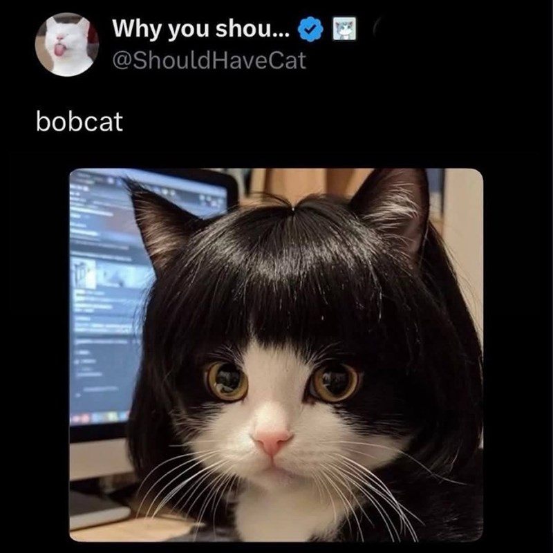 Why you shou... @Should Have Cat bobcat