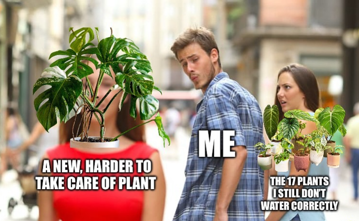 A NEW, HARDER TO TAKE CARE OF PLANT ME THE 17 PLANTS I STILL DON'T WATER CORRECTLY