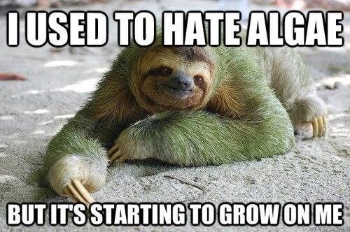 I USED TO HATE ALGAE BUT IT'S STARTING TO GROW ON ME
