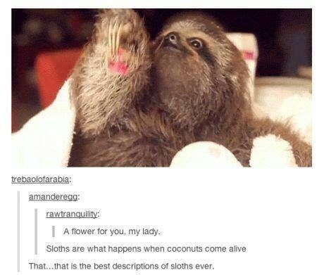 trebaolotarabia: amanderegg: rawtranquility: A flower for you, my lady. Sloths are what happens when coconuts come alive That...that is the best descriptions of sloths ever.