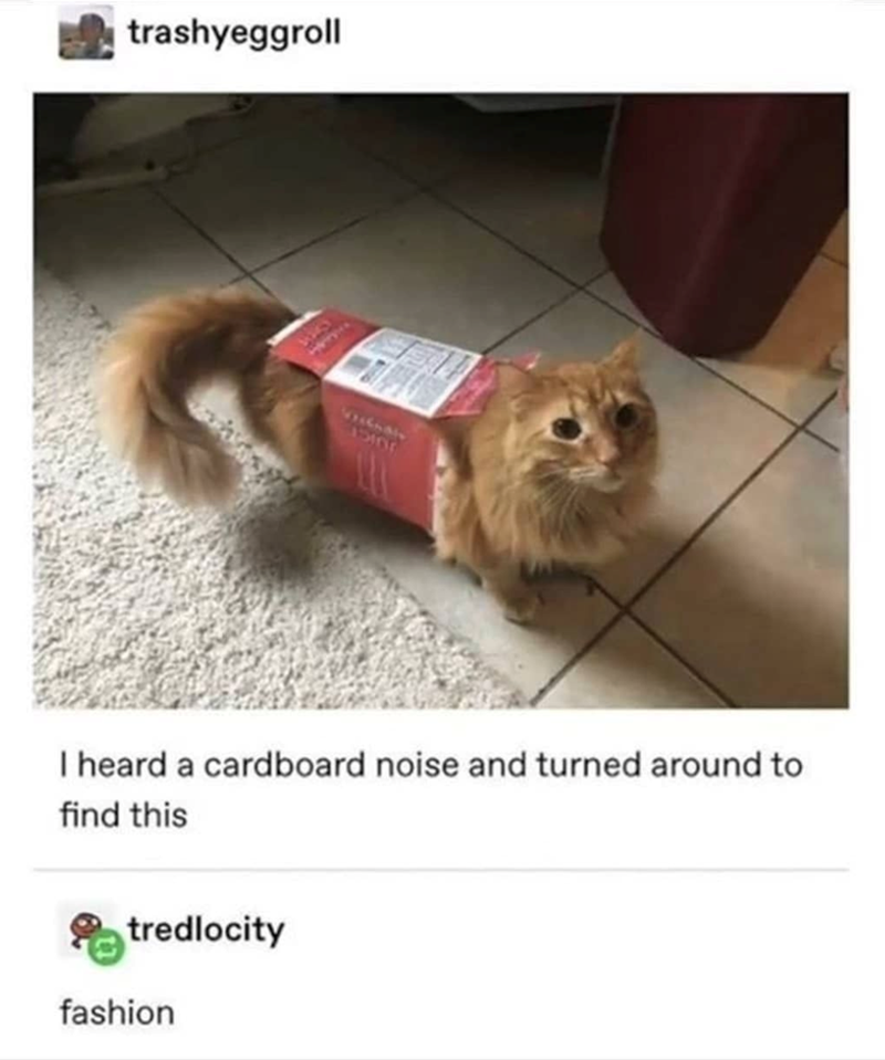 trashyeggroll 1510 I heard a cardboard noise and turned around to find this tredlocity fashion