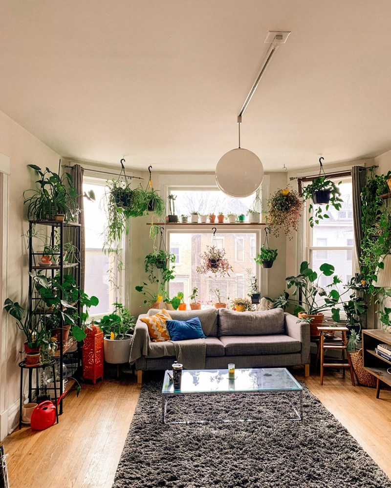 Living room apartment filled with sunlight and plants.