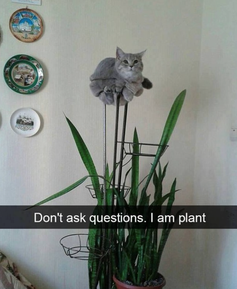 12 Don't ask questions. I am plant