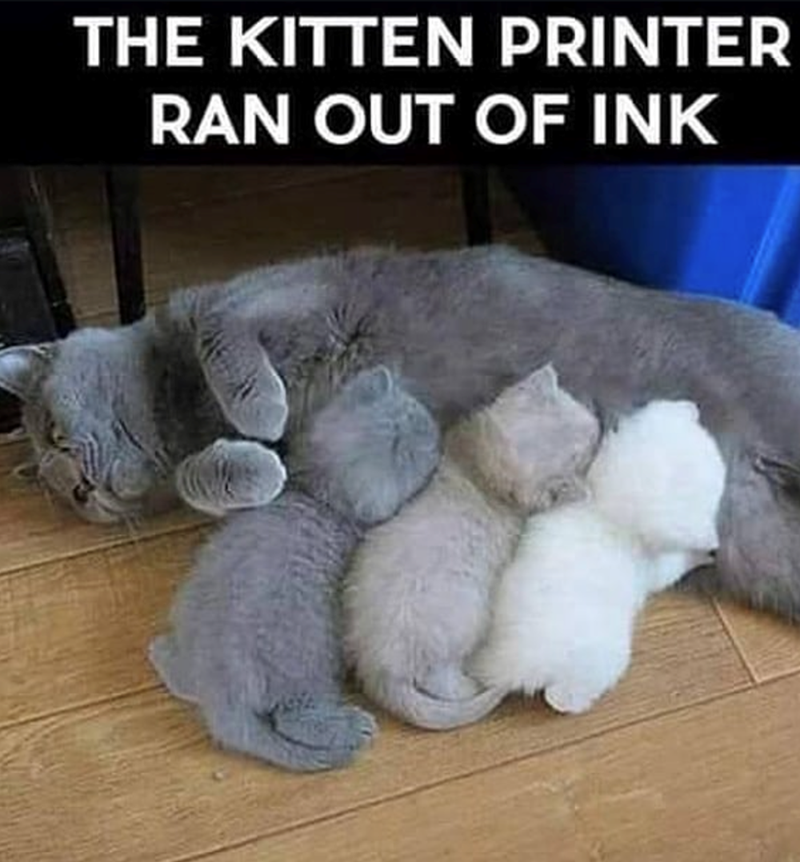 THE KITTEN PRINTER RAN OUT OF INK