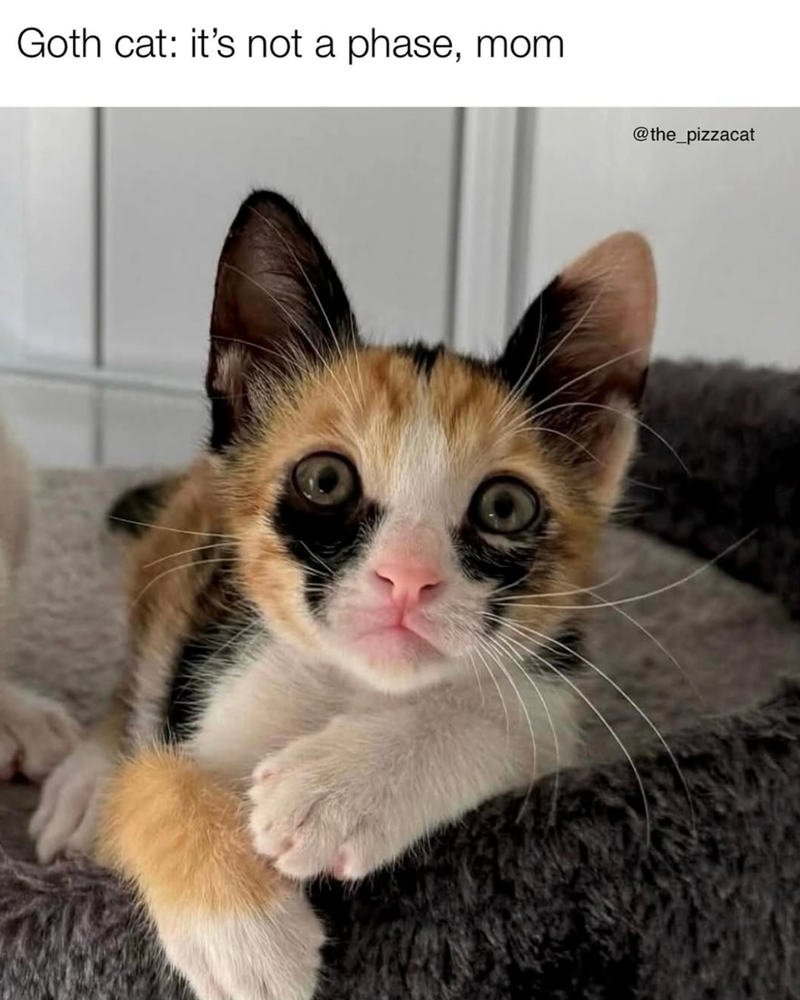 Goth cat: it's not a phase, mom @the_pizzacat