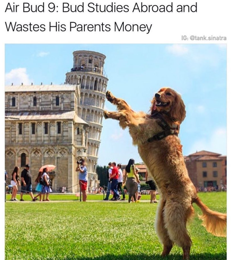 Air Bud 9: Bud Studies Abroad and Wastes His Parents Money IG: @tank.sinatra