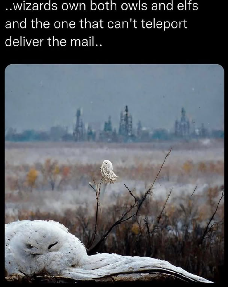 ..wizards own both owls and elfs and the one that can't teleport deliver the mail..