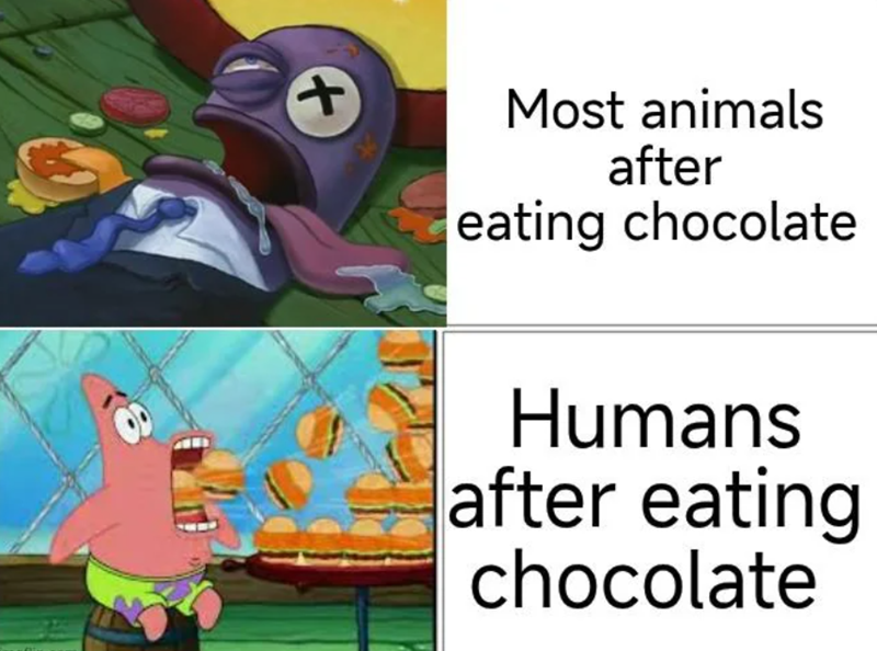 + Most animals after eating chocolate Humans after eating chocolate