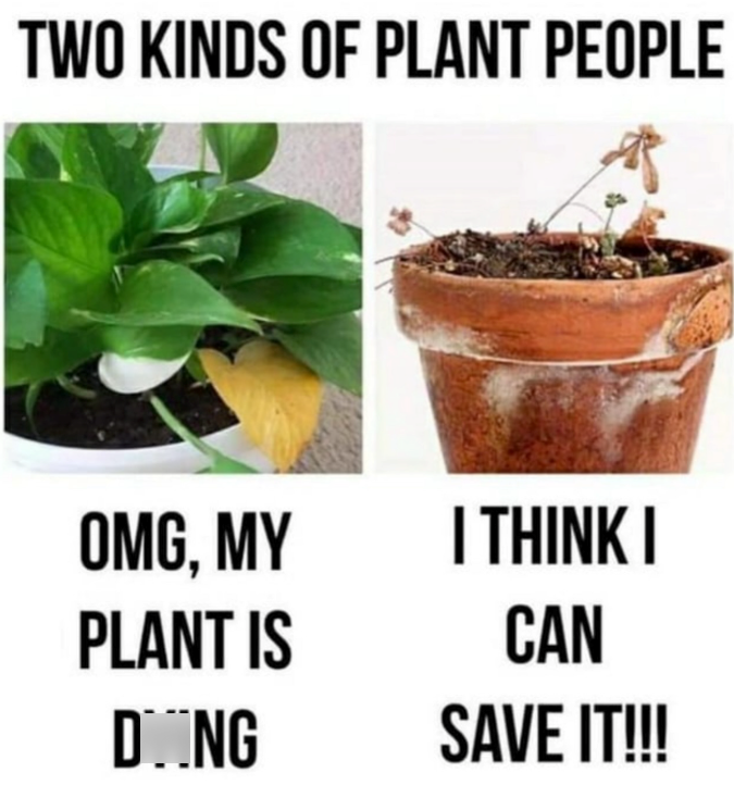 TWO KINDS OF PLANT PEOPLE OMG, MY PLANT IS DOING I THINK I CAN SAVE IT!!!