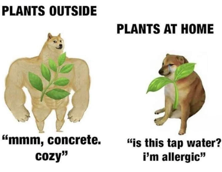 PLANTS OUTSIDE PLANTS AT HOME "mmm, concrete. cozy" "is this tap water? i'm allergic"