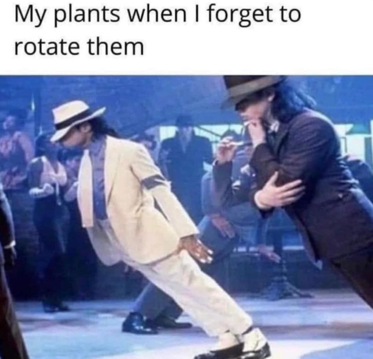 My plants when I forget to rotate them