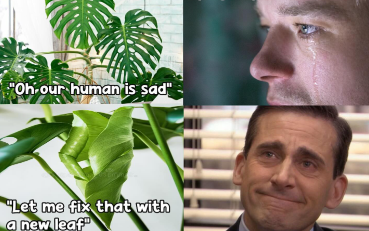 "Oh our human is sad" "Let me fix that with a new leaf"