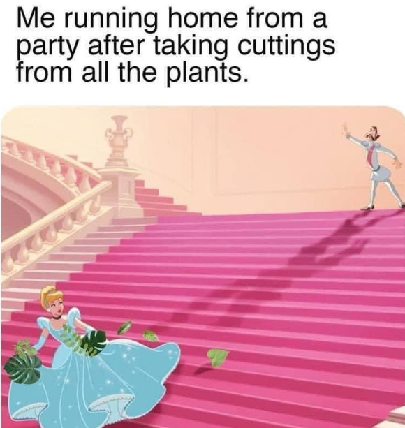 Me running home from a party after taking cuttings from all the plants.