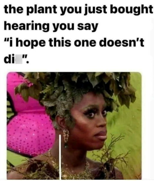 the plant you just bought hearing you say "i hope this one doesn't di ".