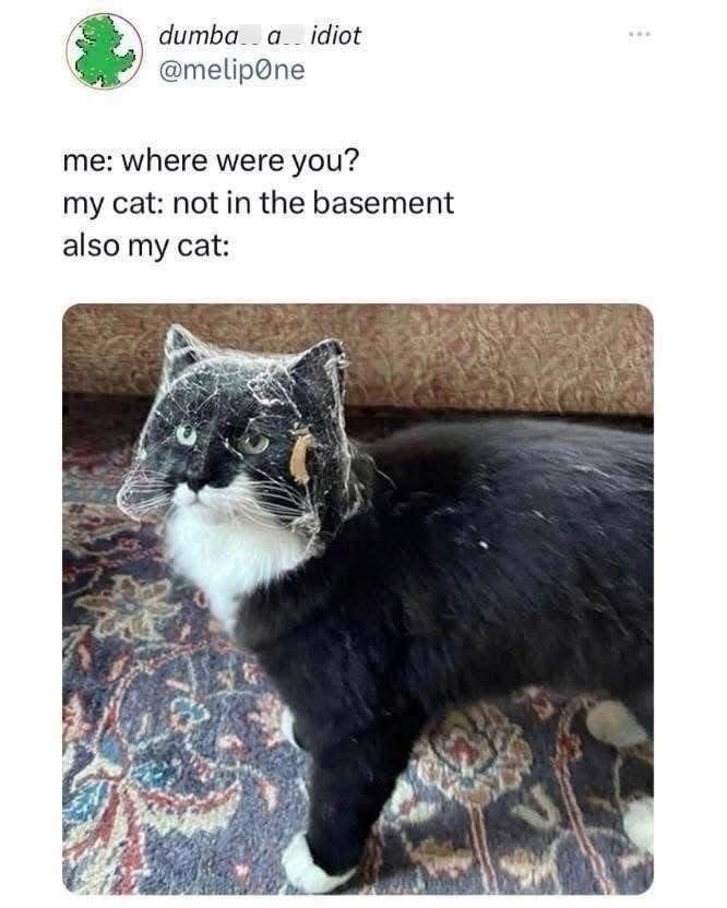 dumba a idiot @melipone me: where were you? my cat: not in the basement also my cat: