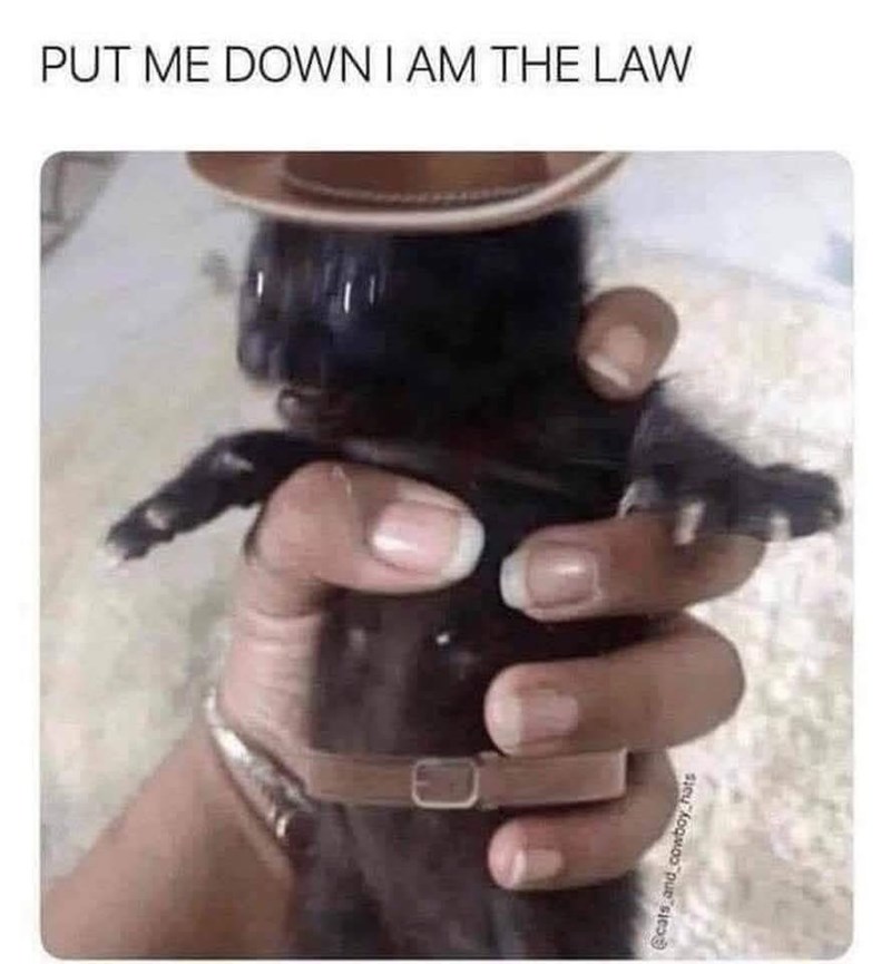 PUT ME DOWN I AM THE LAW @cats and cowboy hats